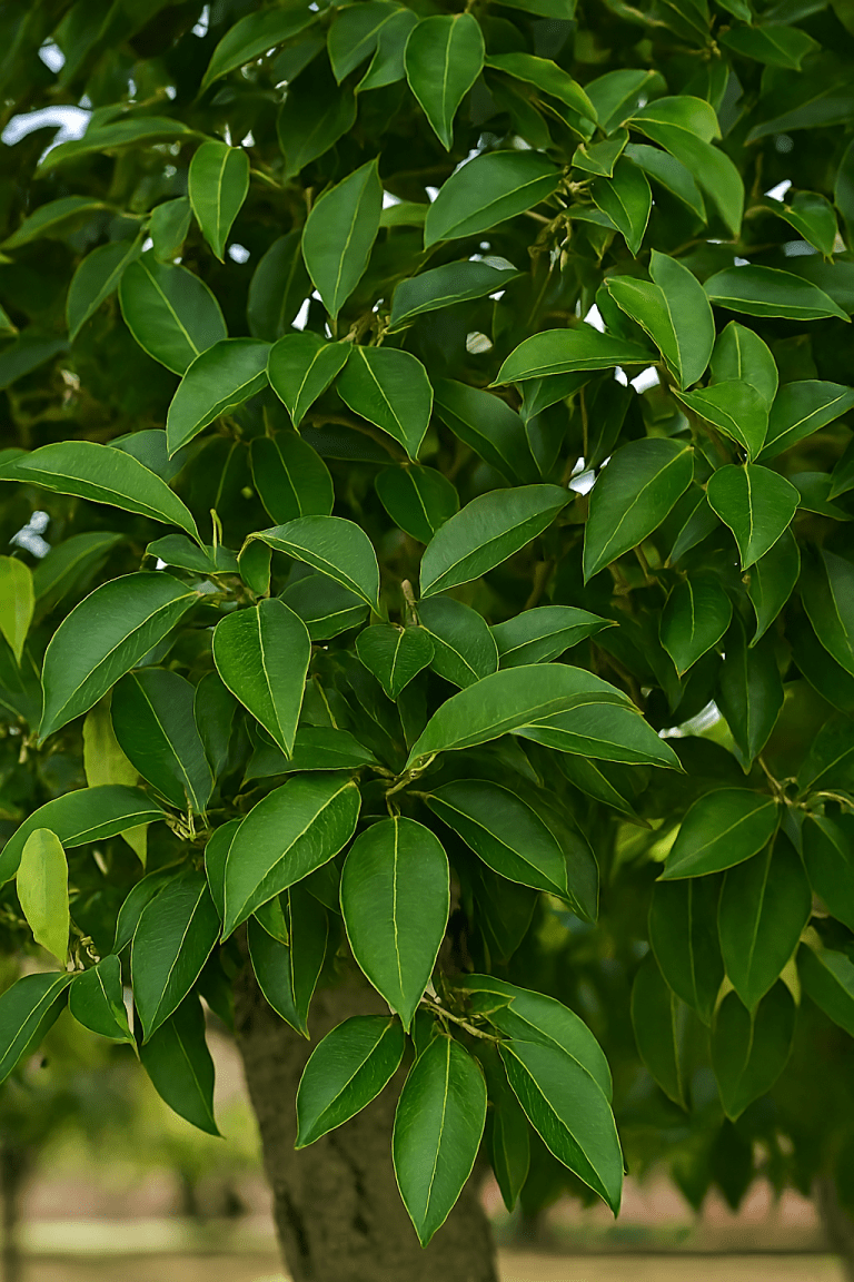 Pilkhan Tree: Ficus virens – Rooted in Tradition, Growing for Generations